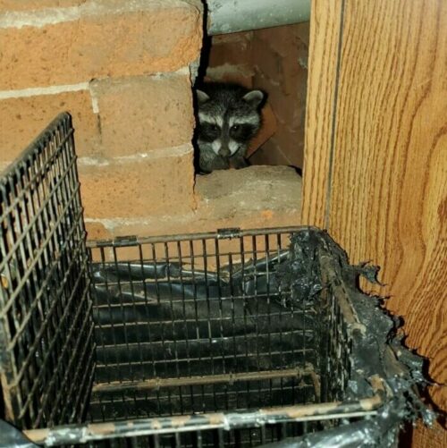 A Raccoon in the Attic